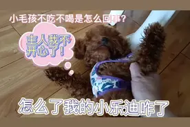 小泰迪狗这是怎么了？不想吃不想喝！视频封面