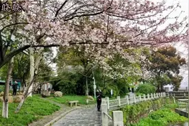 春天的九江甘棠湖边，樱花烂漫，美的令人流连忘返。视频封面