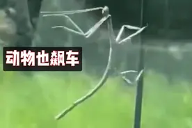 搞笑配音:四肢刮散架子了