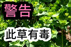 在农村能入药的猫耳眼有毒，今天告诉大家就那些人不能碰它。视频封面