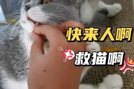 日常人猫大战！就只想拍一下它的舌头，没想到差点被气死！视频封面