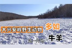 大兴安岭野生动物多如牛羊，晚上一个人都不敢上地视频封面