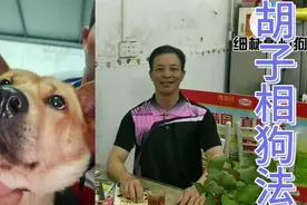 狗狗竟究有多少根胡子？看胡子能不能相出狗狗品质好坏？👍👍👍！
