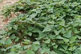 柴火灶大锅煎草鱼，口感一级棒。。。