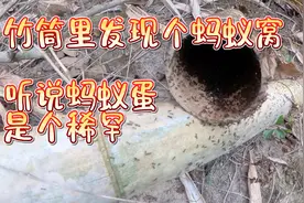 捅个蚂蚁窝，找点蚂蚁蛋，看看收获如何视频封面