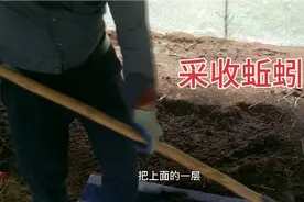 一分钟教你怎样采收蚯蚓视频封面