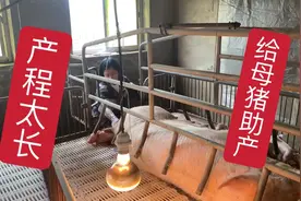 母猪生产产程过长，看看应该如何处理？小猪体格健壮最少有三斤重