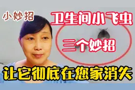 卫生间里烦人的小飞虫，教您三个小妙招，让它彻底在您家消失视频封面