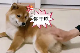 柴犬的屁股能摸吗？可可表示有的吃随便摸，没的吃不行#柴犬#