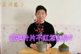 红舞姬红枫叶片不红怎么办？做好这几点，红枫叶片红润有光泽视频封面