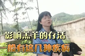 很多养殖户羔羊成活低，一般与这3种疾病有关，养殖户要做好预防视频封面