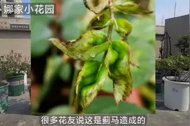 月季展叶后出现了三种问题的原因分析视频封面