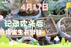 砍头后的桃蛋杆子能否发芽 跟拍一个月的生长过程 神奇的多肉植物视频封面