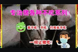 猪不吃 猪发烧 猪咳喘 猪拉干粪 粪便干硬 猪采食量下降视频封面