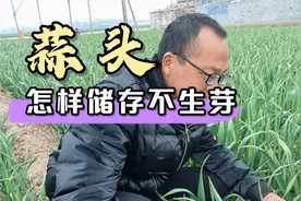 大蒜成熟之后，怎样储存才能不生芽，听听老四怎么说视频封面