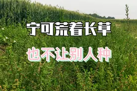 全家进城土地荒芜不让人种，村里有事不帮忙，如今办丧事无人搭理视频封面