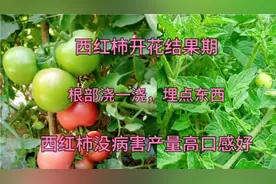 西红柿花果期如何浇水施肥？根部剪一刀，埋点东西，西红柿长的好视频封面