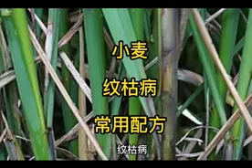 农技实战篇—小麦纹枯病（经典配方）视频封面