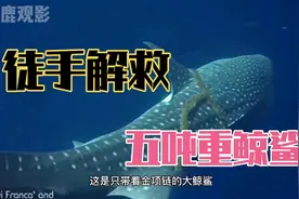 潜水小哥徒手解救重达5吨的鲸鲨，过程惊险刺激视频封面