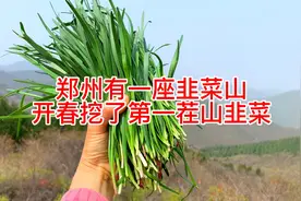郑州有一座韭菜山，春暖花开时满山遍野都是山韭菜视频封面