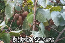 猕猴桃别名狐狸桃，奇异果视频封面