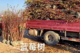 蓝莓已跌落神坛，农村大集上10年蓝莓大树才卖180，简直不敢相信视频封面