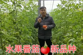 河南农业大学选育大果水果番茄新品种，亩产超万斤，口感特别好！