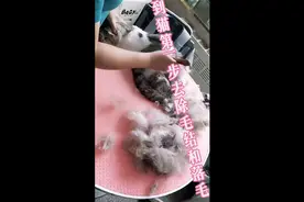 揭露宠物店洗猫全过程，我家猫还是安全出浴的，没有被吓得不吃！视频封面