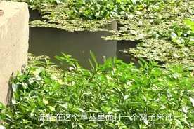 桥下玩传统钓，选水草多的草洞打窝，调漂就双飞，一窝鱼被我盘了视频封面