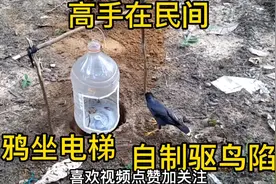 高手在民间，小伙自制驱鸟神器，小鸟有生之年体验“乌鸦坐电梯”视频封面