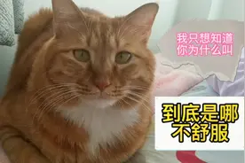 被猫叫的一晚上只睡了两个小时，可我只想知道你到底哪里不舒服🙃视频封面