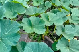 南瓜、丝瓜、冬瓜、黄瓜坐不住瓜？一个笨办法，结瓜多还能坐住视频封面