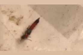 硫酸蚁！这玩意体内是硫酸。可怕！可怕！这个季节是硫酸蚁盛行季视频封面