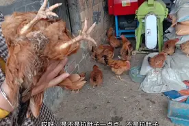 鸡拉白痢呼吸急促，羽毛暗黄 ，死亡率特别快怎么办？一针就见效视频封面