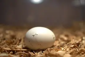 见证小鸡孵化到出壳及成长的过程。#孵蛋视频封面