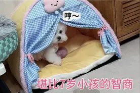 比熊的智商高于7岁小孩哟！小戏精哦！