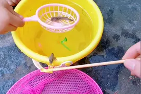 小西的小鱼咋还会跑呢？1到3岁儿童搞笑视频，小鱼儿童视频，亲子