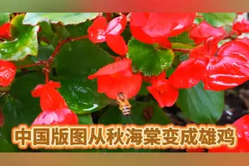 中国版图从秋海棠变成雄鸡视频封面