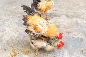 小母鸡头都啄秃了 小公鸡依然不放过视频封面