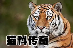 猫科动物几乎占据了各个食物链的顶端，你认识其中的几种？