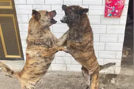 虎斑犬争霸大打出手，实力相当谁也不服谁，龇牙咧嘴主人都拦不住视频封面