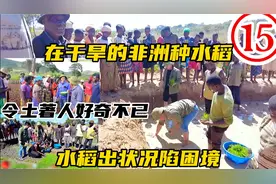 在干旱的非洲种水稻，令土著人好奇不已，水稻出问题陷困境视频封面