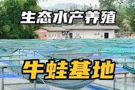 这样的生态水产养殖基地还多吗 牛蛙成群接队   流水养鱼供人垂钓视频封面