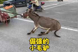 有没有见过这么倔强的毛驴呢！这是说不走就不走不喜欢三轮车拉着