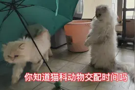 你知道吗猫一次交配时间周期为多少天？我家的猫猫真实情况告诉你视频封面