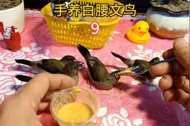 手养文鸟雏鸟：喂食泡小米，让小鸟健康成长视频封面