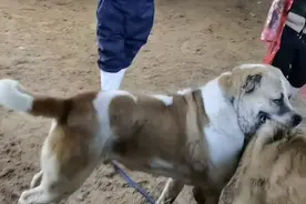 中亚猎狼犬比赛！两只重量级猛犬见面就磕，主人为其战犬加油打气