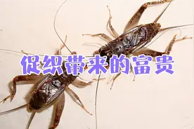 故事背后的深意你读懂了吗视频封面