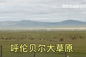 自驾5000多公里来到，呼伦贝尔大草原，和你想象的一样吗？看看吧视频封面