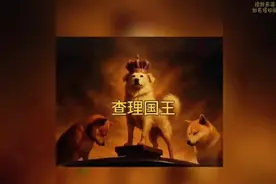 #查理国王的成功之路，长毛 下司犬的狗王之路。#火遍全网